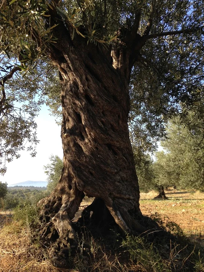 Montis zeytinliğindeki köklü zeytin ağacı